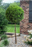 Hetz Juniper - Topiary
