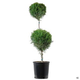 Hetz Juniper - Topiary