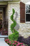 Hetz Juniper - Topiary