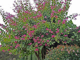 Hong Kong Orchid Tree