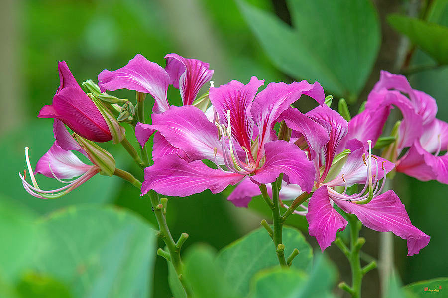 Hong Kong Orchid Tree