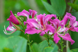 Hong Kong Orchid Tree