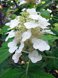 Hydrangea - Oakleaf