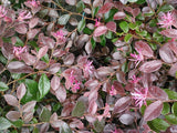 Loropetalum - Ruby