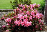 Azalea - Southern Charm