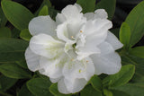 Azalea - White Ruffle