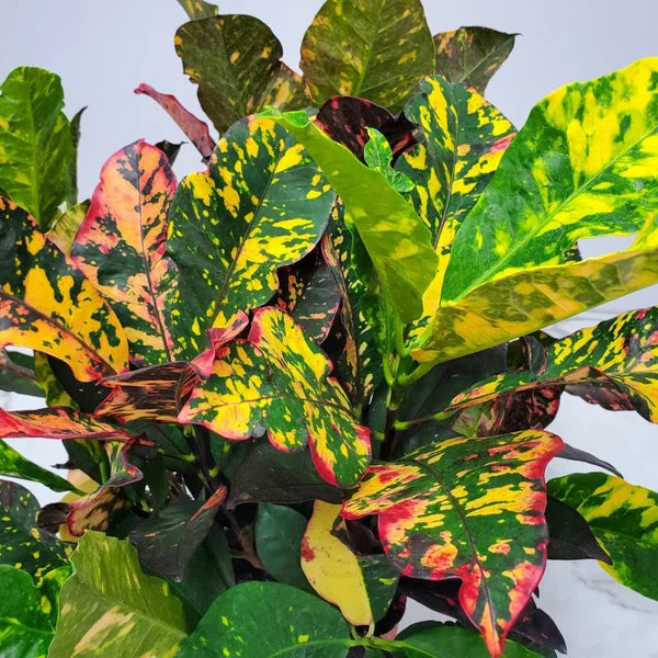 Croton - Magnificent