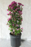 Bougainvillea