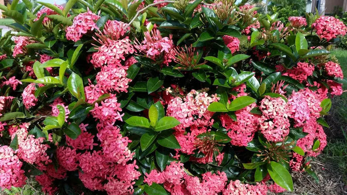 Nora Grant Ixora