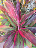 Cordyline - Florika