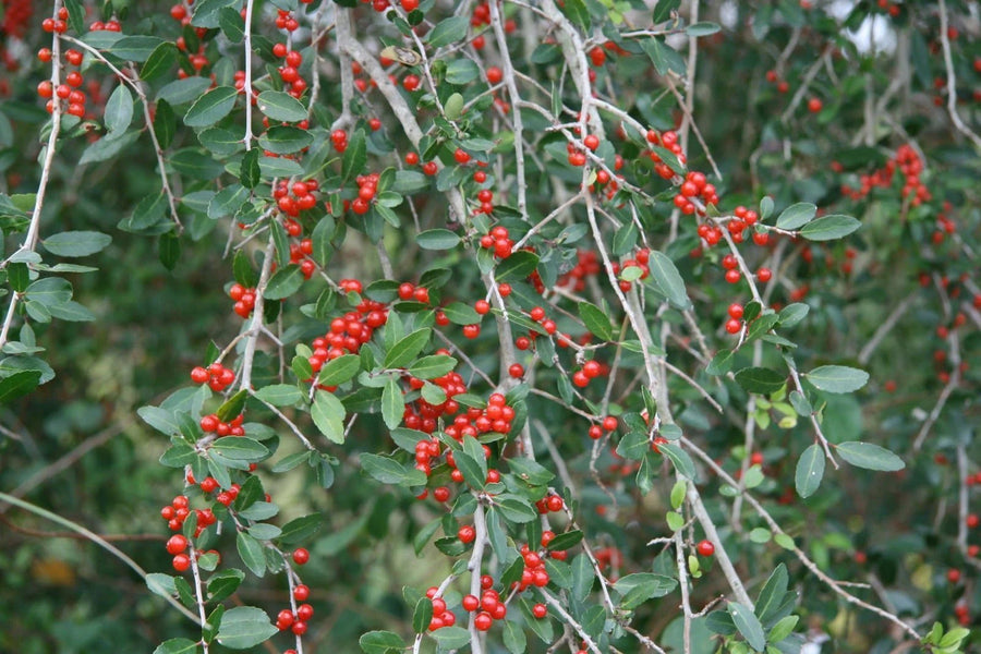 Upright Yaupon Holly