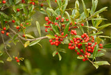 Dahoon Holly