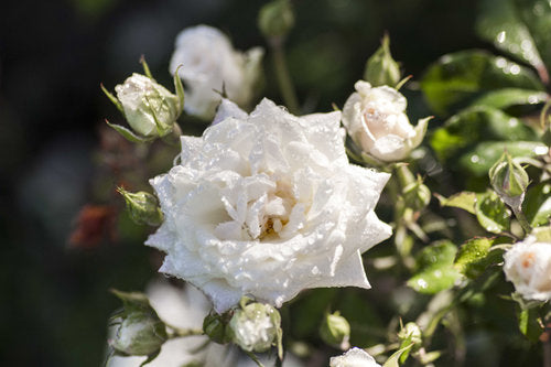 Drift Rose - White
