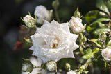 Drift Rose - White