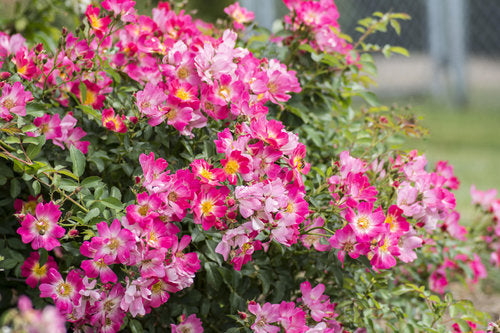 Drift Rose - Pink