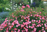 Drift Rose - Pink