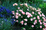 Drift Rose - Peach
