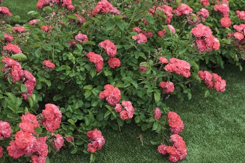 Drift Rose - Coral