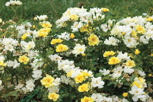 Drift Rose - Lemon