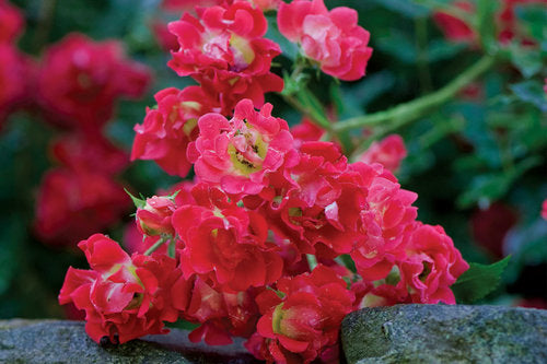 Drift Rose - Red