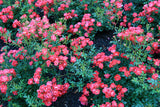 Drift Rose - Red