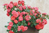 Drift Rose - Coral