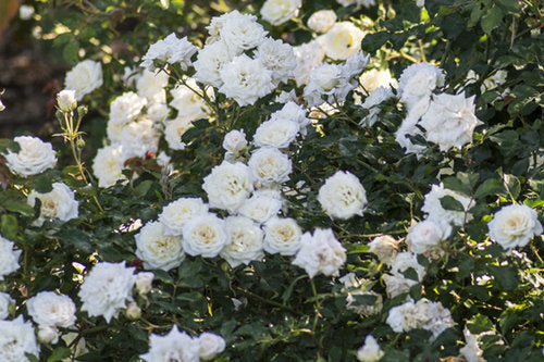 Drift Rose - White