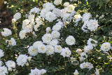 Drift Rose - White