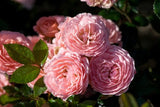 Drift Rose - Apricot