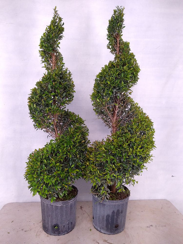 Eugenia Topiary