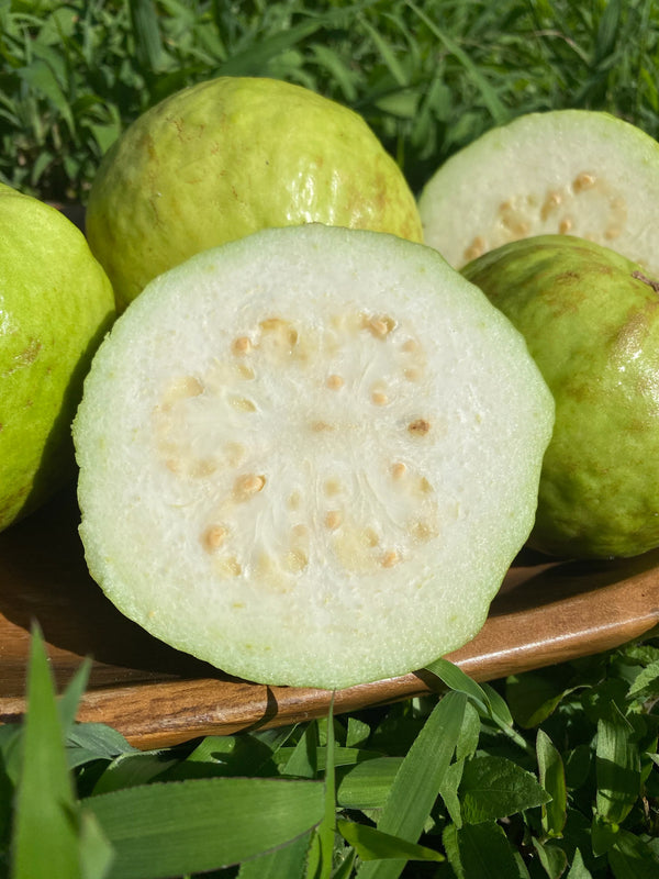 Guava - White