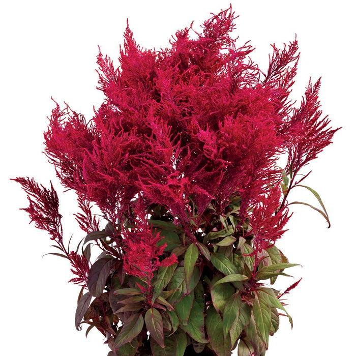 dragon's breath succulent Celosia