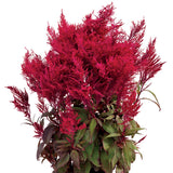 Celosia