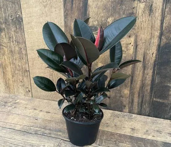 Ficus - Rubber Tree