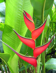 Heliconia Firebird
