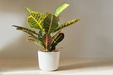 Croton - Petra