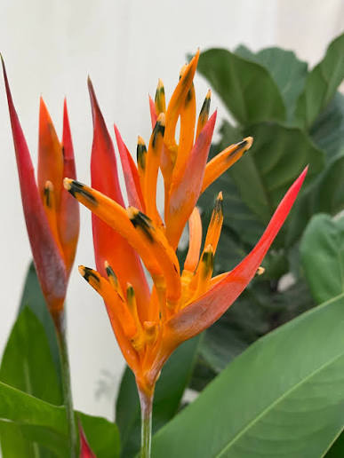 Heliconia Lady Di