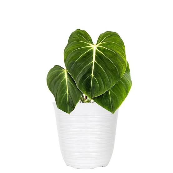 Philodendron - Gloriosum