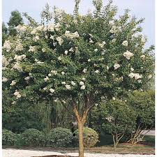 Crape Myrtle - Acoma