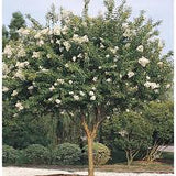Crape Myrtle - Acoma