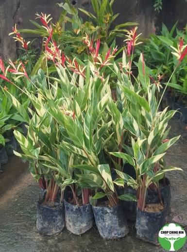 Heliconia Lady Di Variegted