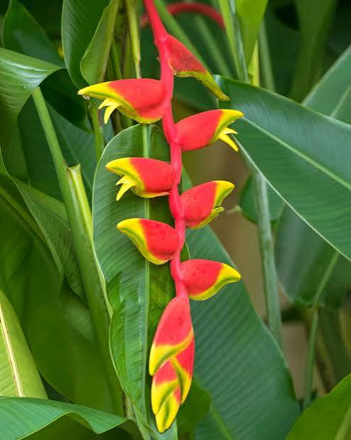 Heliconia Rostrota Lobster Claw