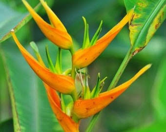Heliconia Sunrise Variegted