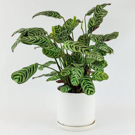 Ctenanthe Burle- Marxii