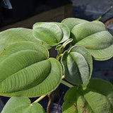 Silver-leaf Tibouchina