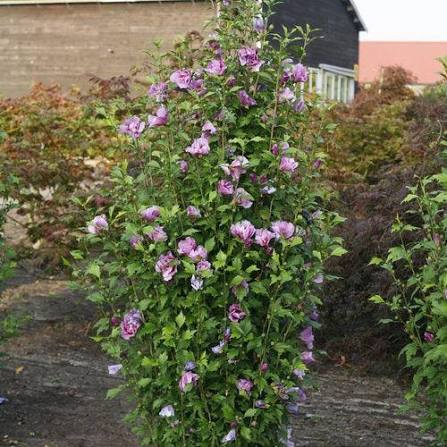 Rose of Sharon - Purple Pillar