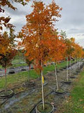 Golden Rain Tree