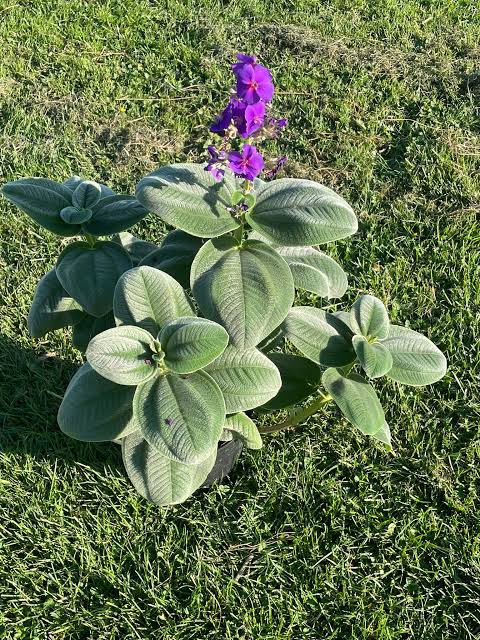 Silver-leaf Tibouchina