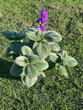 Silver-leaf Tibouchina