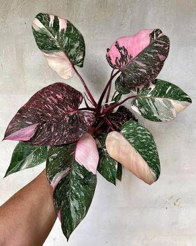 Philodendron - Pink Princess Marble